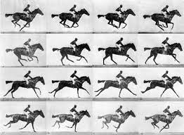 muybridge's horses